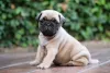 Pug filhote sentado