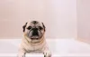 Pug dentro de banheira