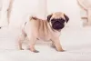 Pug filhote em pé