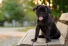 Pug sentado em banco de praça com língua de fora