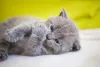 O Chartreux filhote é incrivelmente companheiro