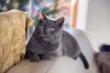 O Chartreux parece que está sempre sorrindo