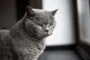 O gato Chartreux tem uma camada de pelos aveludados bem grossos que o protegem do frio