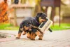 Meu Rottweiler é muito leal