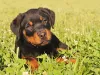 Quando treinado, o Rottweiler atacando ou rosnando para os tutores será uma situação quase impossível