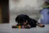 Gato e Rottweiler? Adestramento também pode ajudar na convivência com outros animais