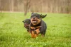 Aprender como adestrar filhote de Rottweiler é muito importante