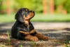 Como adestrar um cachorro Rottweiler filhote? Buscar o auxílio de um profissional faz diferença
