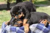Se você quer saber como amansar cachorro filhote de Rottweiler, os treinamentos com reforço positivo são os mais recomendados
