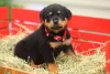 Meu Rottweiler é muito leal