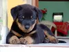 Treinamento é essencial para convivência do Rottweiler com crianças