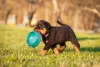 Adestramento também é importante para a convivência do Rottweiler com outros cachorros