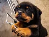 Rottweiler: 6 meses de idade é a época em que o tutor já pode inserir alguns treinamentos rápidos na rotina