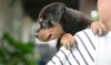 Educar o Rottweiler desde cedo é uma forma de conseguir controlar todos os seus instintos na vida adulta