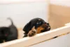 O cachorro Rottweiler manso depende muito da criação recebida nos primeiros meses de vida