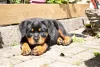 Rottweiler é bravo? Quando não socializado e adestrado, comportamento agressivo pode ocorrer