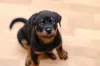 Rottweiler: personalidade do animal é conhecida por sua lealdade