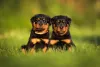 Rottweiler fêmea: temperamento com outra cadela pode ficar complicado durante o cio
