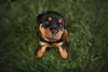 Entender como treinar Rottweiler para guarda também é muito importante quando se busca a proteção do lar