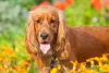 O Cocker Spaniel é um dos melhores exemplos de orelha de cachorro caída ao lado do corpo