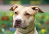 A raça de cachorro Pitbull é encantadora