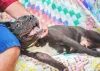 O American Pitbull é um cachorro muito dócil, mas precisa ser criado com amor