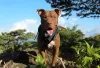 Pitbull pode fazer trilhas ao lado do tutor