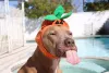 O preço de Pitbull Terrier requer certo planejamento