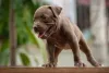 O filhote de Pitbull precisa de adestramento desde cedo