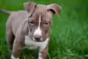 O filhote de Pitbull é energético e apegado com a família