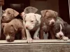 Cachorro Pitbull pode possuir várias cores de pelagem