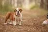 O filhote de Bulldog Inglês é tí­mido no iní­cio, mas depois se solta