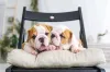 O filhote de cachorro Bulldog deve ser socializado o quanto antes