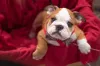 Um dos cuidados com Bulldog Inglês filhote é oferecer um lar com muito amor