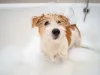 Cachorro Jack Russel: preço da raça pode chegar até R$ 9.500