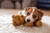 O pai ou mãe de um Jack Russell Terrier precisa de disposição pra aguentar toda essa energia