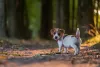 Tutor do cachorro Jack precisa de disposição para atividades
