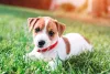 Cachorro Jack Russell: impossível não se apaixonar pela raça