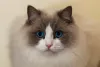O Ragdoll tem diferentes padrões de pelagem