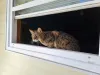 Serval doméstico F3 é um pouco mais parecido com os felinos domésticos, mas tem lado selvagem