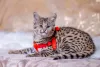 Raça de gato da Savana: desde filhote, esse peludo já pode começar a usar coleiras