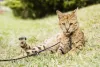 O gato Serval - ou raça Savana - gosta de passear e se adapta facilmente com a coleira