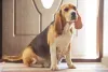 Quanto tempo dura a gestação do cachorro: em casos normais, o perí­odo é de 58 a 68 dias