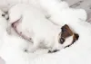 Quanto tempo dura gravidez de cachorro: no caso da gravidez psicológica, perí­odo é de 2 semanas