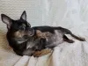 Gravidez psicológica em cachorro: sintomas podem simular uma gravidez real, como o inchaço abdominal