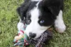 Border Collie filhote com mordedor