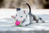 Pitbull filhote brincando