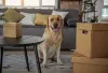 O Labrador se adapta bem a qualquer lugar, sendo um ótimo cão para morar em famílias com crianças.