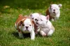 Cachorro Bulldog Inglês: valor sentimental da raça é imensurável para tutor