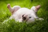 Quanto custa um Bulldog Inglês: antes do preço, é importante saber como é a personalidade do animal